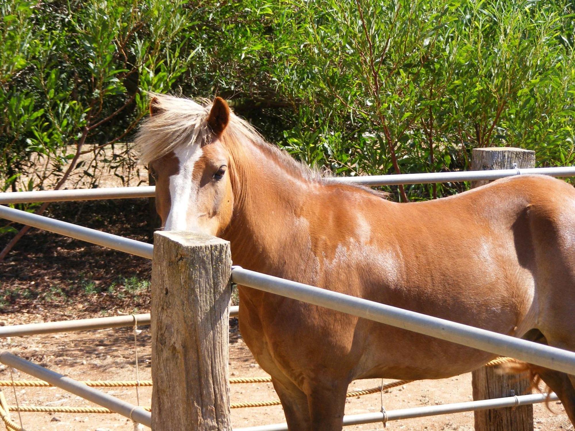 Agroturismo Finca Sant Blai Campos  Dış mekan fotoğraf