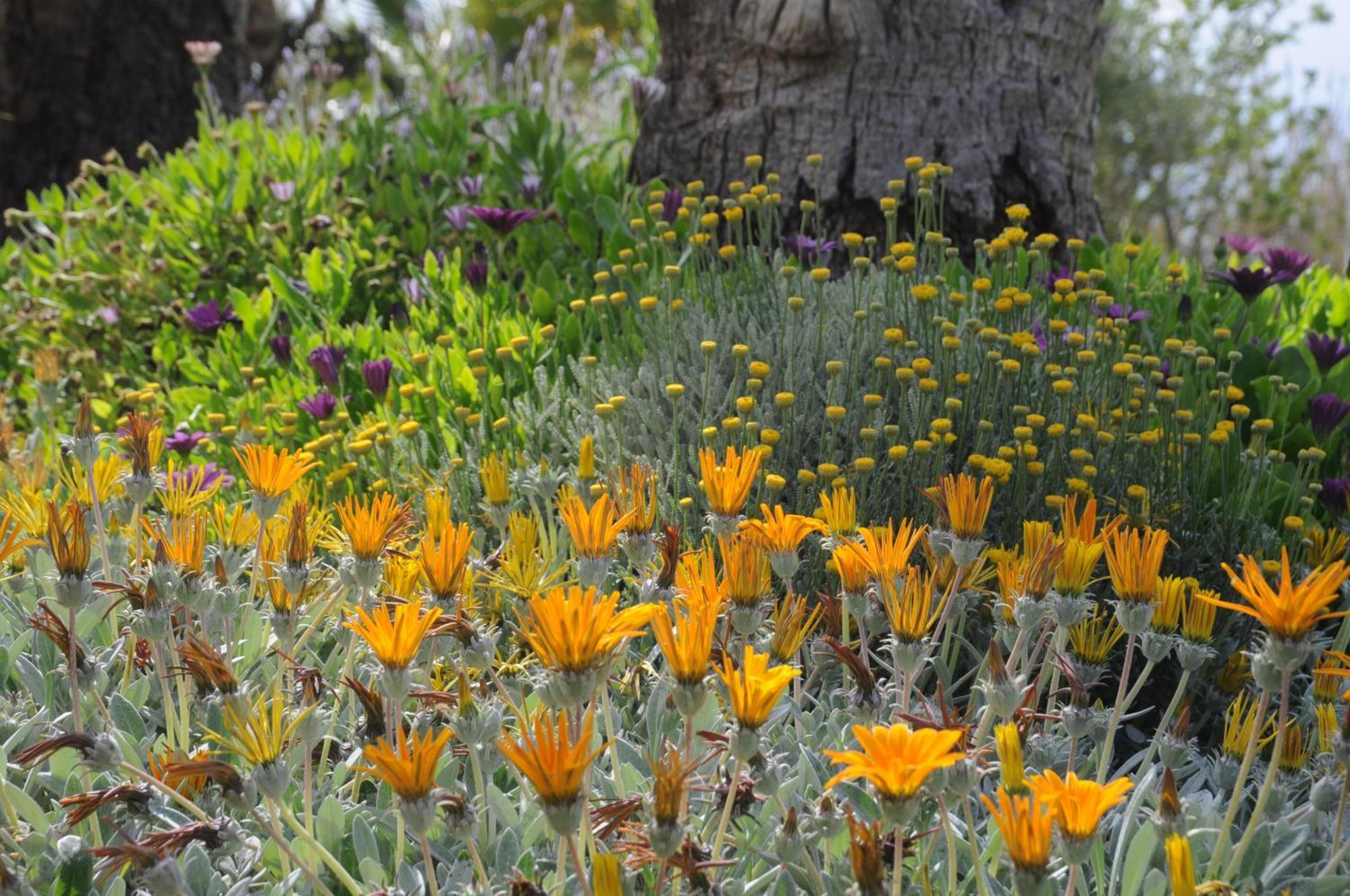 Agroturismo Finca Sant Blai Campos  Dış mekan fotoğraf