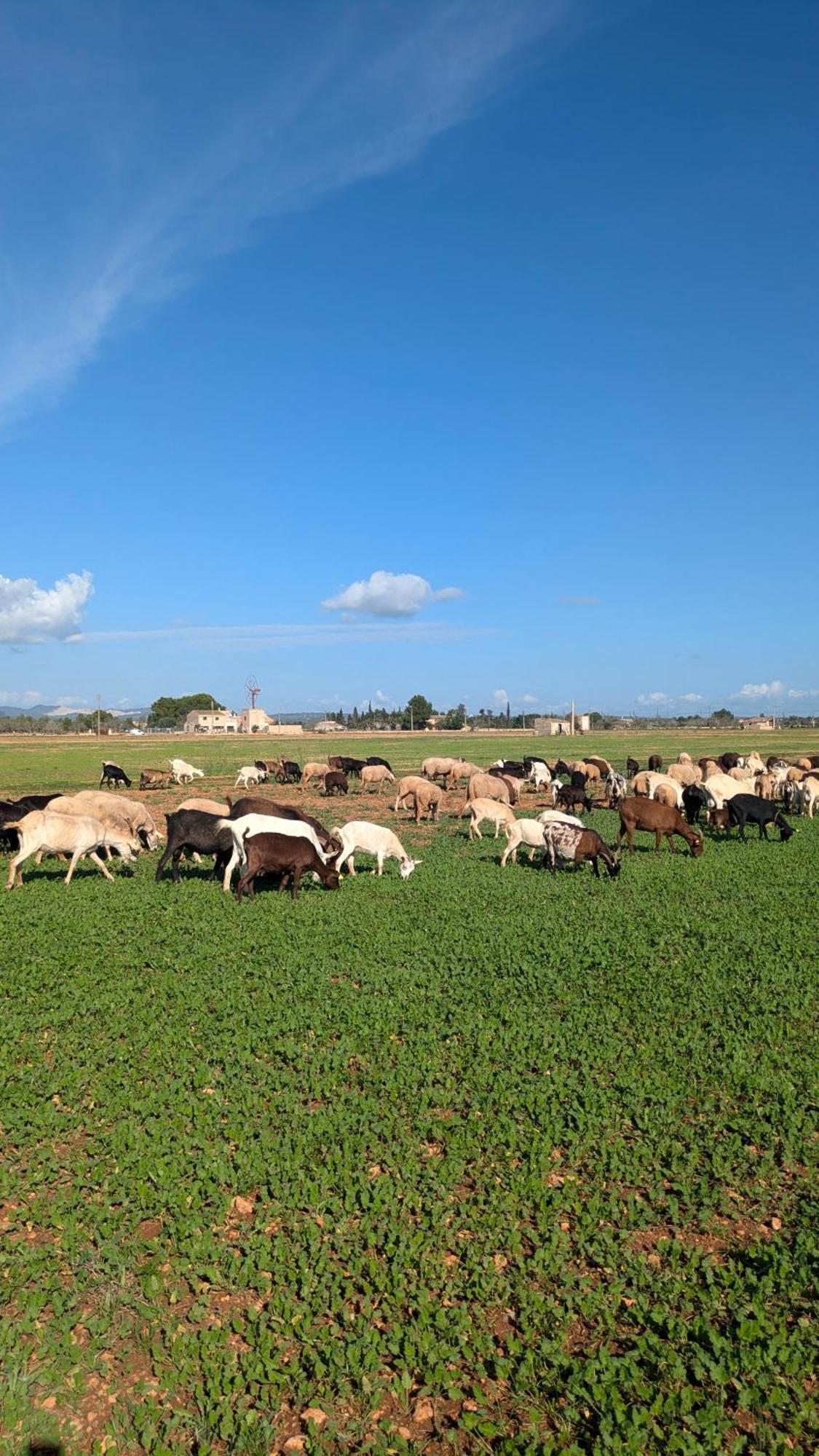 Agroturismo Finca Sant Blai Campos  Dış mekan fotoğraf