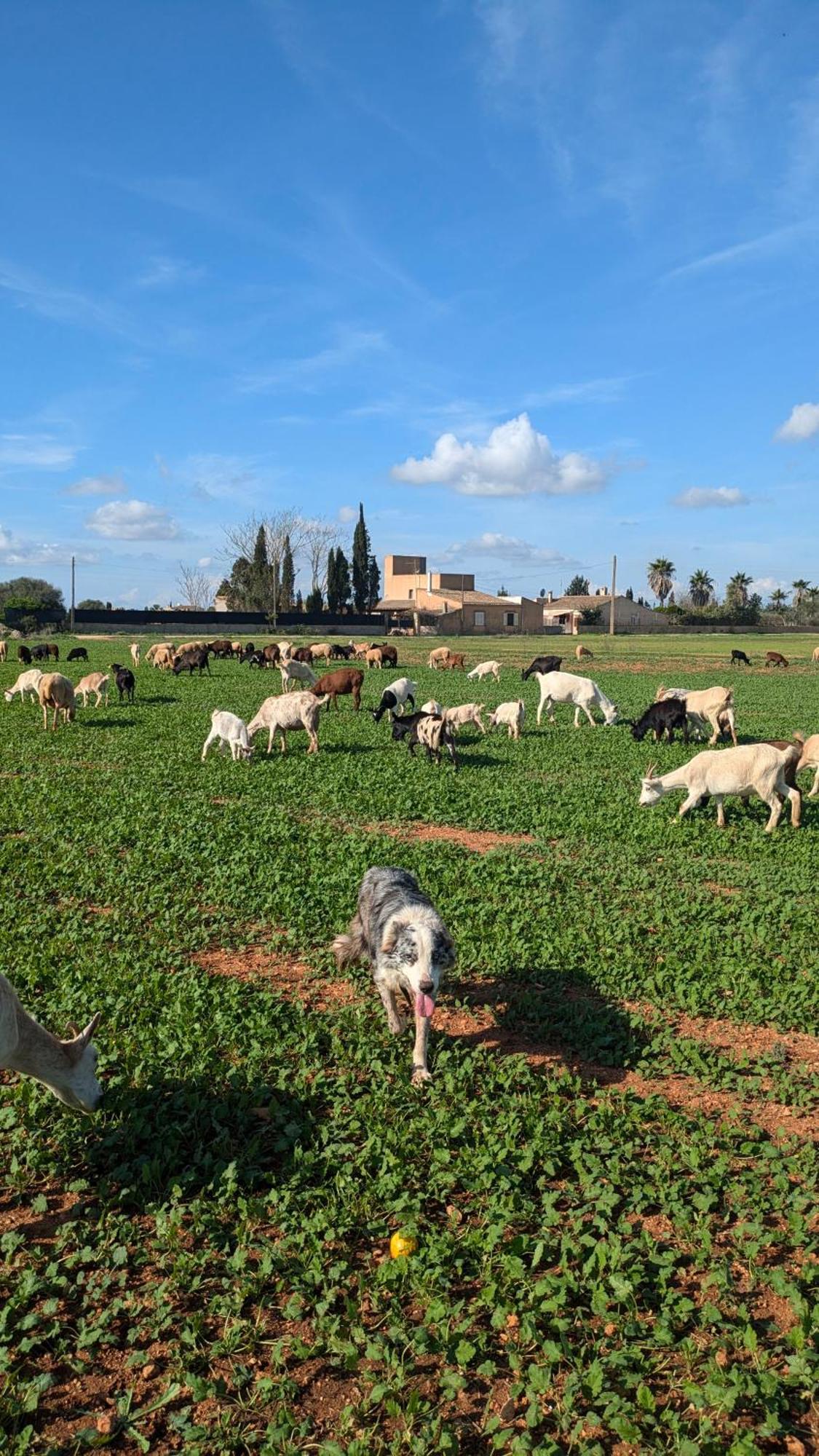 Agroturismo Finca Sant Blai Campos  Dış mekan fotoğraf