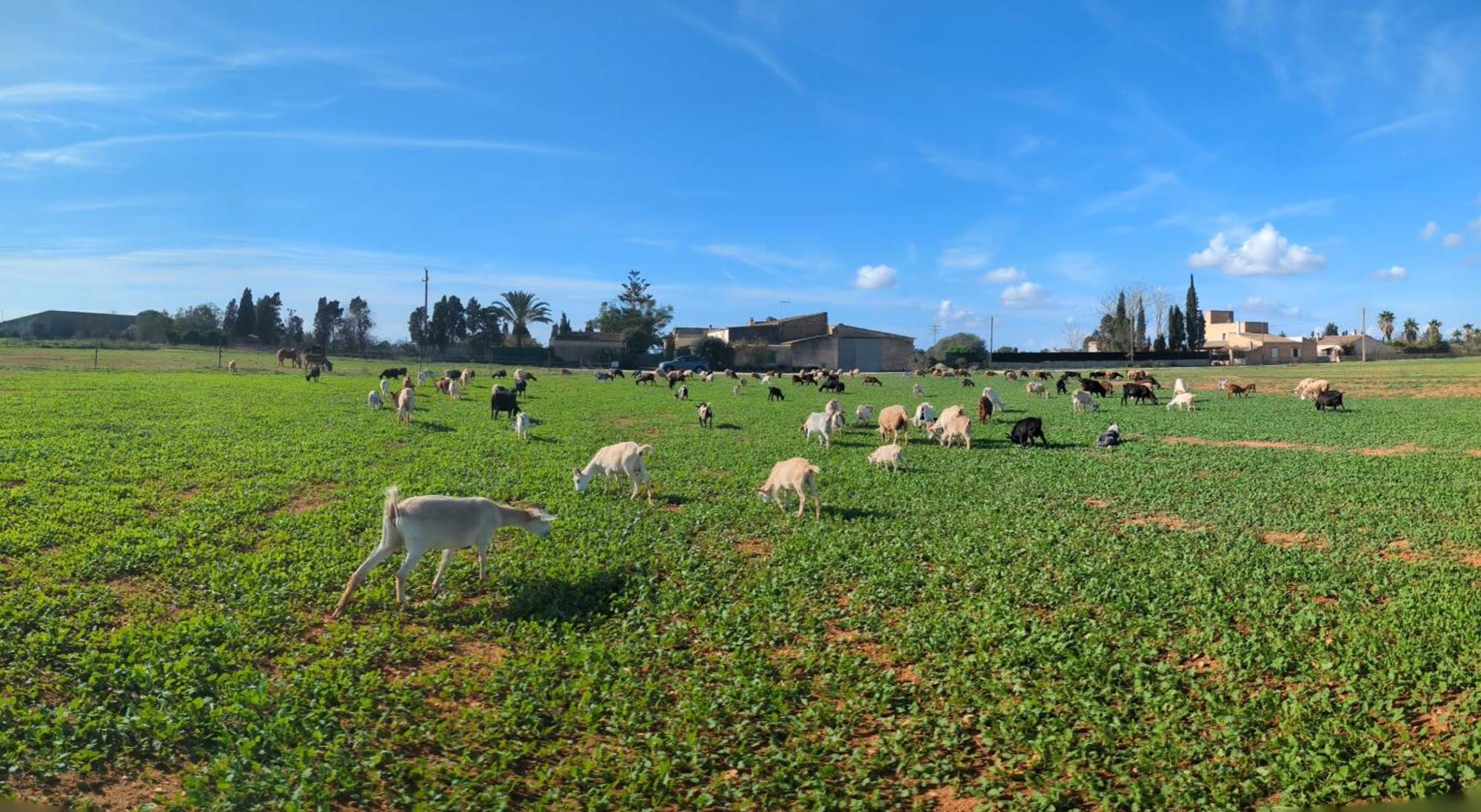 Agroturismo Finca Sant Blai Campos  Dış mekan fotoğraf