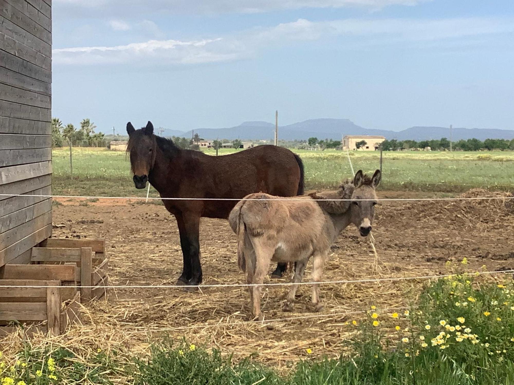 Agroturismo Finca Sant Blai Campos  Dış mekan fotoğraf