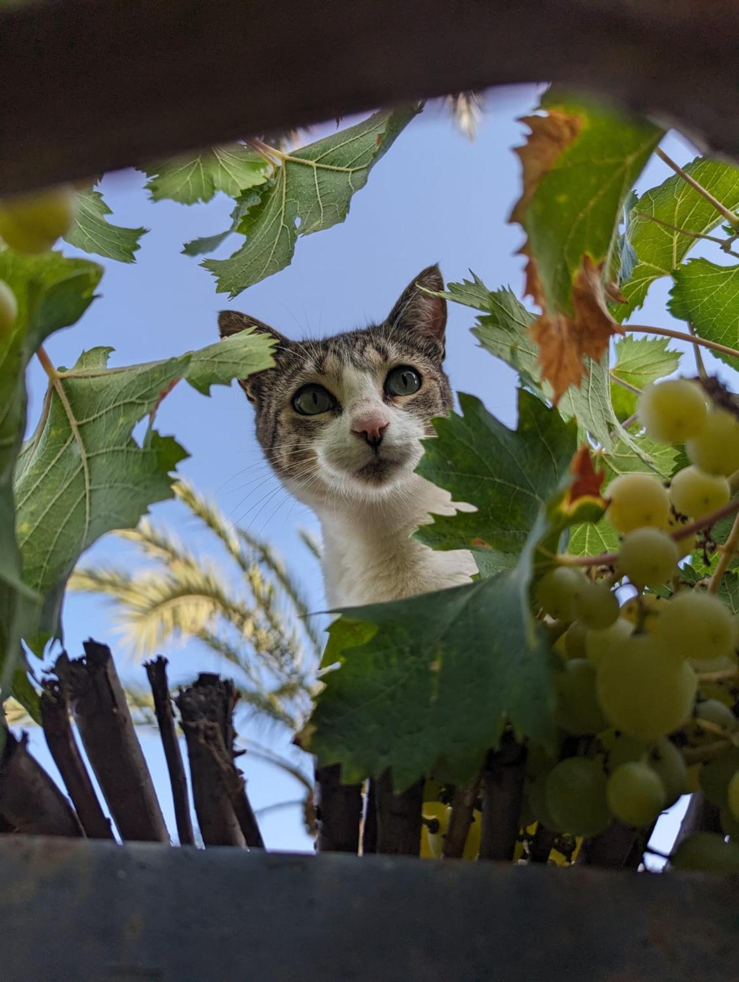 Agroturismo Finca Sant Blai Campos  Dış mekan fotoğraf