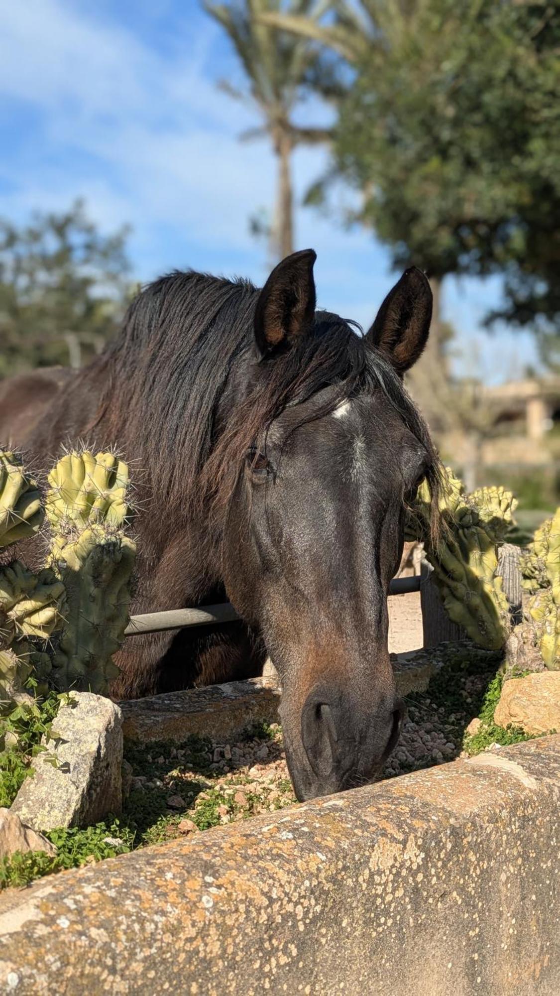 Agroturismo Finca Sant Blai Campos  Dış mekan fotoğraf