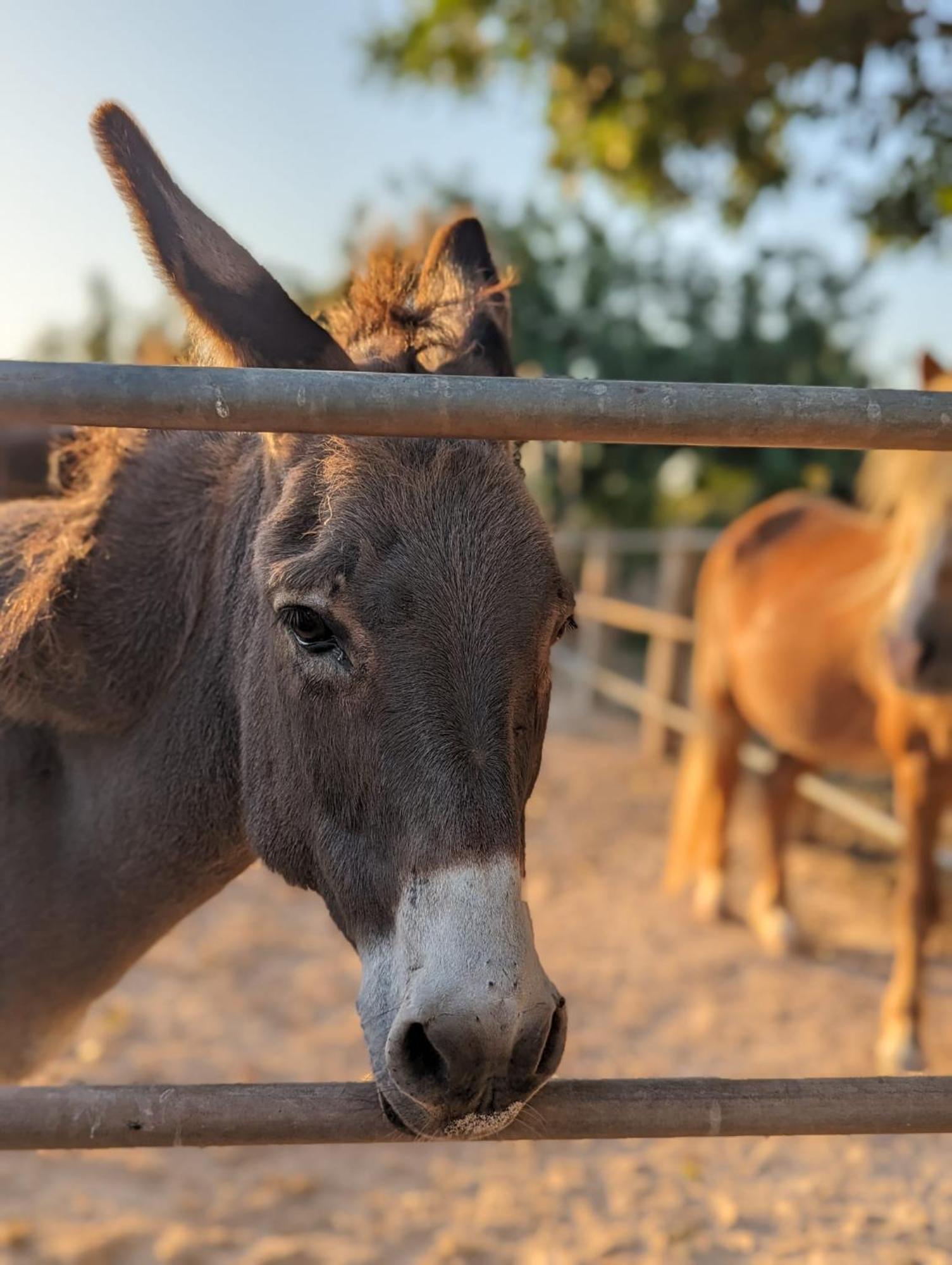 Agroturismo Finca Sant Blai Campos  Dış mekan fotoğraf