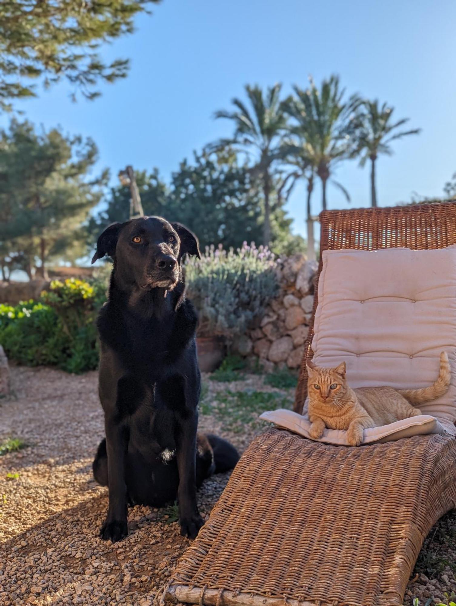 Agroturismo Finca Sant Blai Campos  Dış mekan fotoğraf